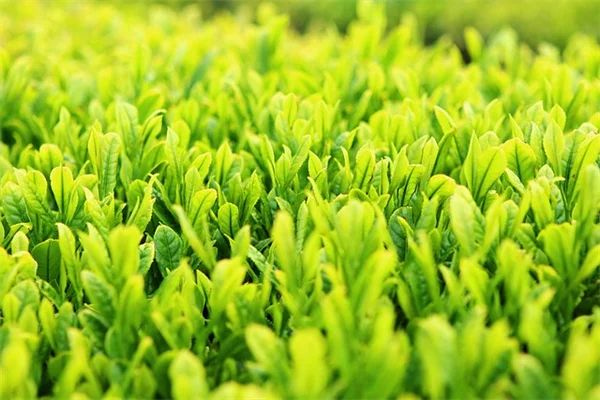 侵略的な植物の代わりに育てたい在来種8選｜実体験をもとに注意点も解説