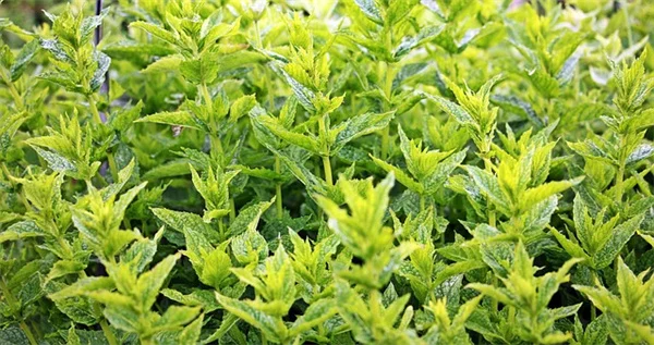 段ボールを庭で使う4つの裏技、雑草対策にも花壇作りにも便利