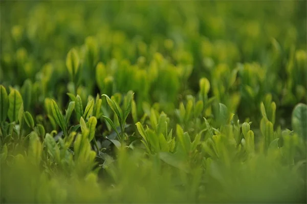 9月に植えるべき野菜8選！初心者でも成功する秋冬の家庭菜園ガイド