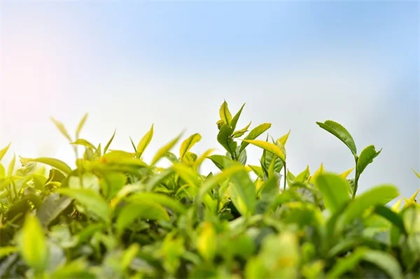 なぜ芝生をやめる人が増えているのか？低メンテナンスで蜜蜂も集まる12の代替植物