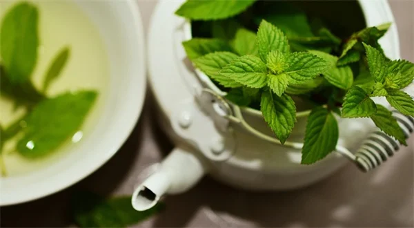 日向コンテナガーデンで失敗しない！おすすめ植物と水やりのコツ