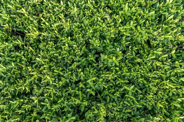 珍珠绣线菊の育て方：初心者でも失敗しないコツとお手入れ方法